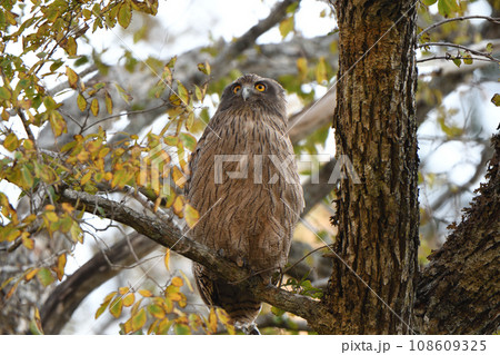 北海道知床半島で日中木にとまるシマフクロウ 108609325