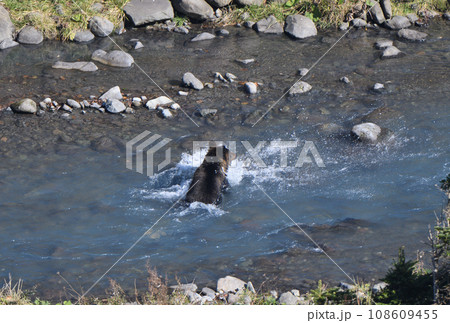 北海道知床半島の川で狩りをするヒグマ 108609455