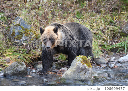 北海道知床半島の川で鮭の狩りをするヒグマ 北海道知床半島の川で鮭の狩りをするヒグマ 108609477