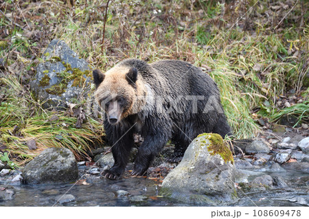 北海道知床半島の川で鮭の狩りをするヒグマ 北海道知床半島の川で鮭の狩りをするヒグマ 108609478