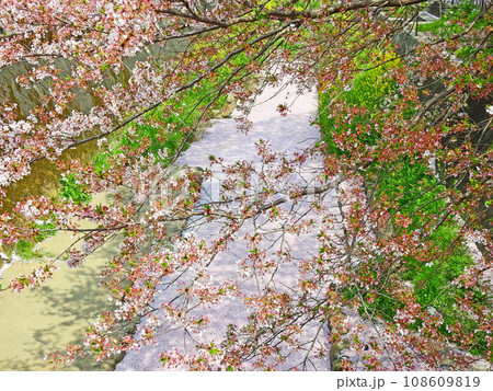 福岡県北九州市小倉南区志井川桜並木の花筏 108609819