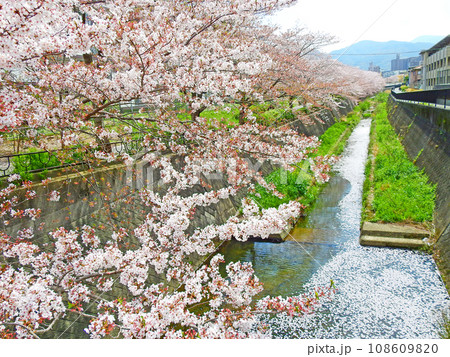 福岡県北九州市小倉南区志井川桜並木と花筏 福岡県北九州市小倉南区志井川桜並木と花筏 108609820