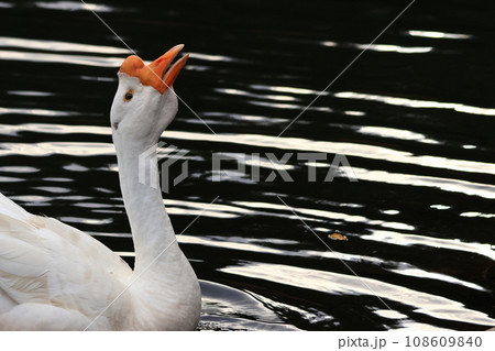 首を伸ばし鳴くガチョウ  108609840
