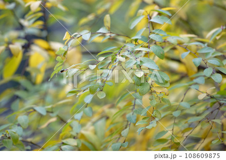 葉の響き 葉の響き 108609875