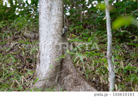 コゲラの瞬間 108610163