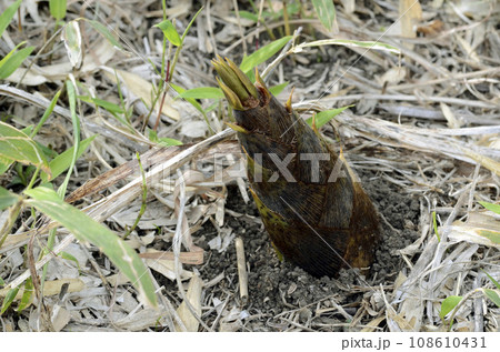 タケノコ 108610431