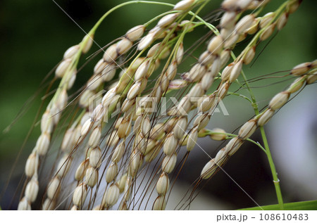 稲穂 108610483