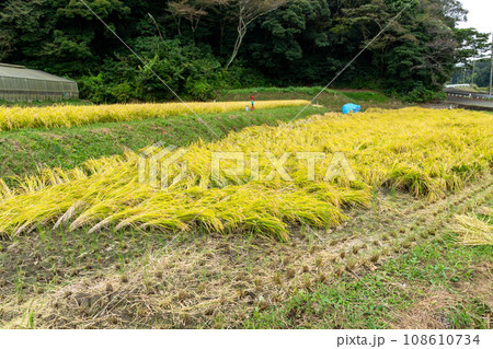 田んぼ　稲 108610734