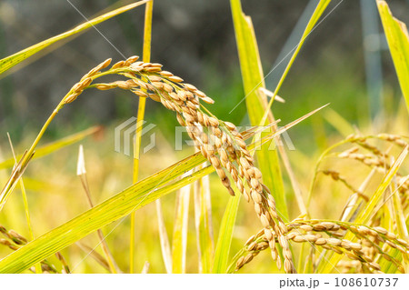 田んぼ　稲 108610737