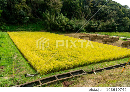 田んぼ　稲 108610742