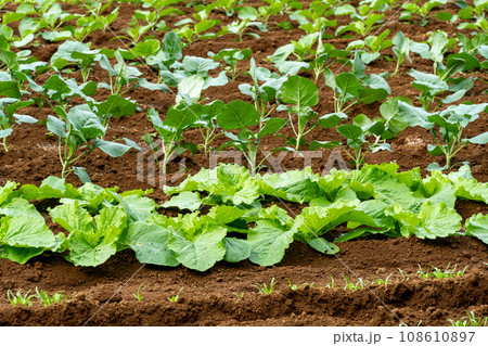 神奈川県　畑 108610897