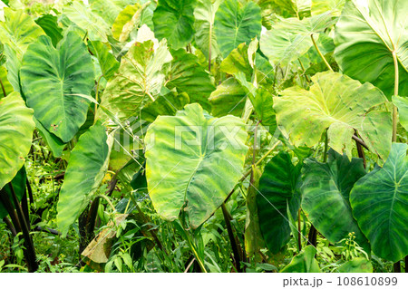 神奈川県　畑 108610899