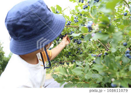 ブルーベリー狩りをする子供 108611079