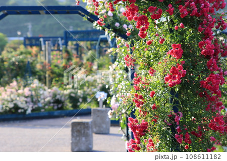 朝のバラ園 108611182