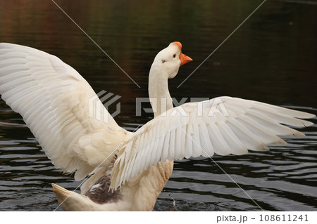 翼を広げるガチョウ 108611241