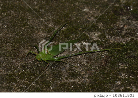 くだまきもどき くだまきもどき 108611903