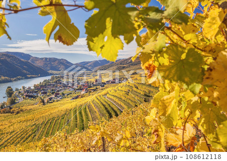 Autumn panorama of Wachau valley (Unesco world heritage site) with colorful vineyard and Danube river near the Weissenkirchen village in Lower Austria, Austria 108612118