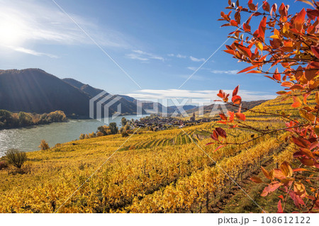 Autumn panorama of Wachau valley (Unesco world heritage site) with colorful vineyard and Danube river near the Weissenkirchen village in Lower Austria, Austria 108612122