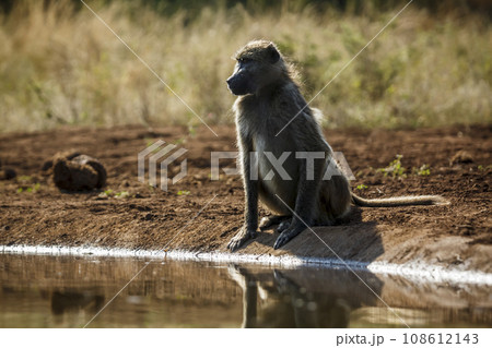 Chacma baboon in Kruger National park, South Africa 108612143