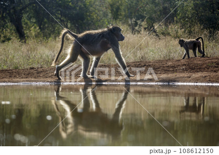 Chacma baboon in Kruger National park, South Africa 108612150