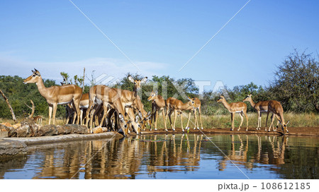 Common Impala in Kruger National park, South Africa Common Impala in Kruger National park, South Africa 108612185