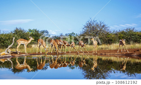 Common Impala in Kruger National park, South Africa 108612192