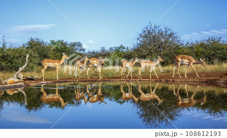 Common Impala in Kruger National park, South Africa 108612193
