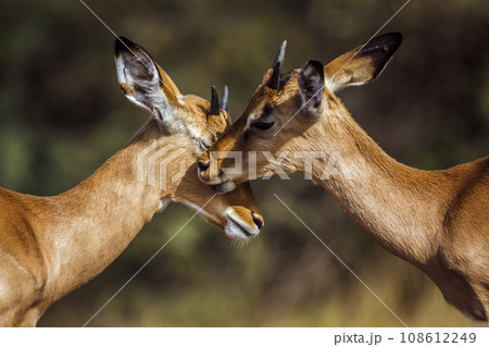 Common Impala in Kruger National park, South Africa Common Impala in Kruger National park, South Africa 108612249
