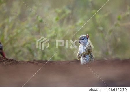 Smith bush squirrel in Kruger National park, South Africa Smith bush squirrel in Kruger National park, South Africa 108612250