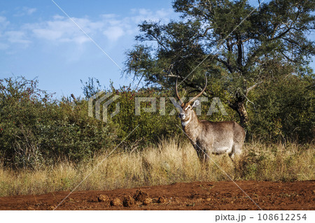 Common Waterbuck in Kruger National park, South Africa Common Waterbuck in Kruger National park, South Africa 108612254