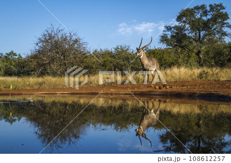 Common Waterbuck in Kruger National park, South Africa Common Waterbuck in Kruger National park, South Africa 108612257
