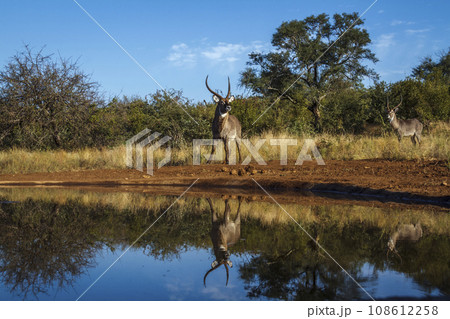 Common Waterbuck in Kruger National park, South Africa Common Waterbuck in Kruger National park, South Africa 108612258