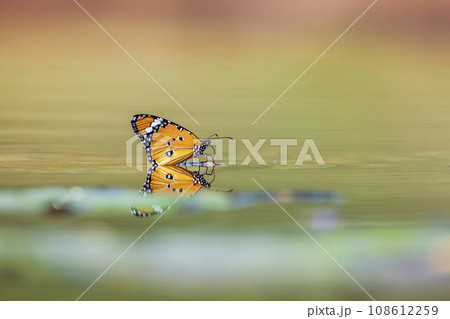 Butterfly in Kruger National park, South Africa Butterfly in Kruger National park, South Africa 108612259