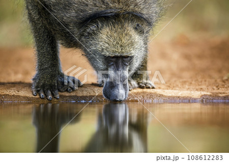 Chacma baboon in Kruger National park, South Africa 108612283