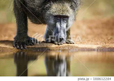 Chacma baboon in Kruger National park, South Africa 108612284
