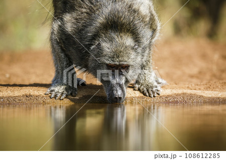 Chacma baboon in Kruger National park, South Africa Chacma baboon in Kruger National park, South Africa 108612285