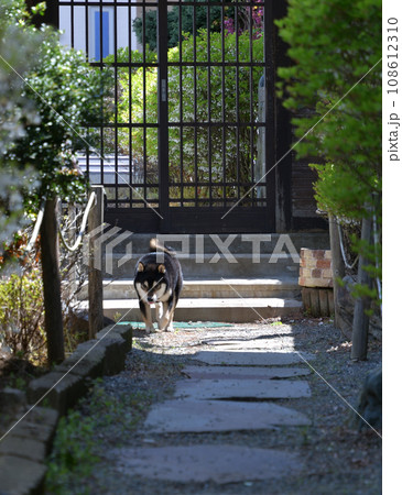 飛び石を歩く柴犬 108612310