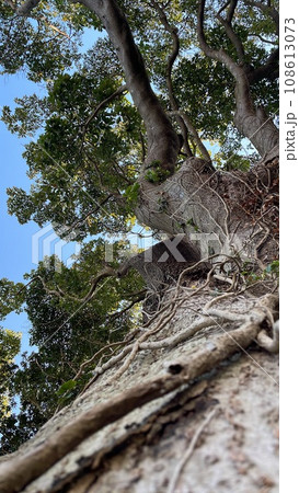 タブノキ 108613073