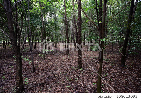 薄暗い森と枯葉の木々 108613093