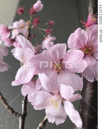 桜咲く 桜咲く 108613253