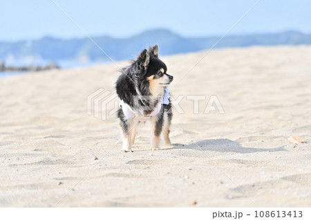 砂浜で散歩するチワワ 108613413