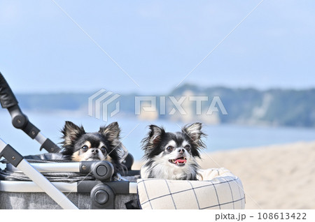 犬用カートで砂浜を散歩する笑顔の仲良しチワワ 108613422