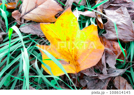 ユリノキの葉の落ち葉 色々な名前を持つハンテンボクの葉 ユリノキの葉の落ち葉 色々な名前を持つハンテンボクの葉 108614145