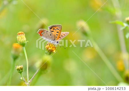 ベニシジミ ベニシジミ 108614253