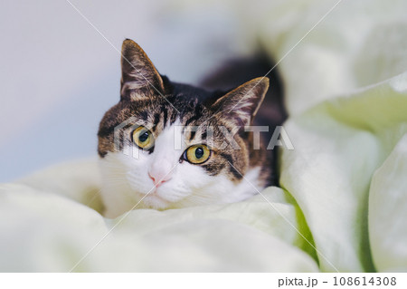 シーツのくるまれてこちらを向くきじしろ猫の顔　アップ 108614308