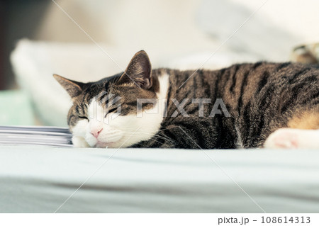すやすや眠るきじしろ猫 すやすや眠るきじしろ猫 108614313