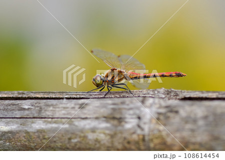 赤とんぼ 赤とんぼ 108614454