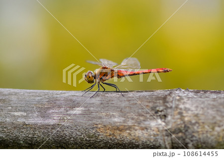 赤とんぼ 108614455