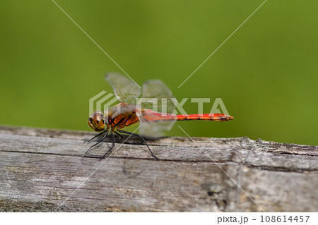 赤とんぼ 108614457