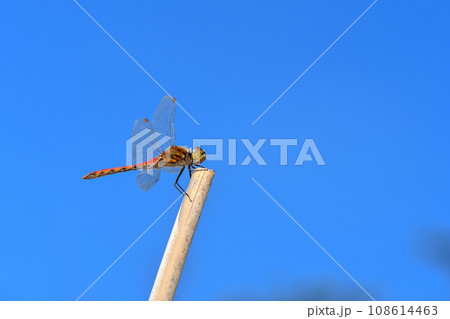 赤とんぼ 108614463